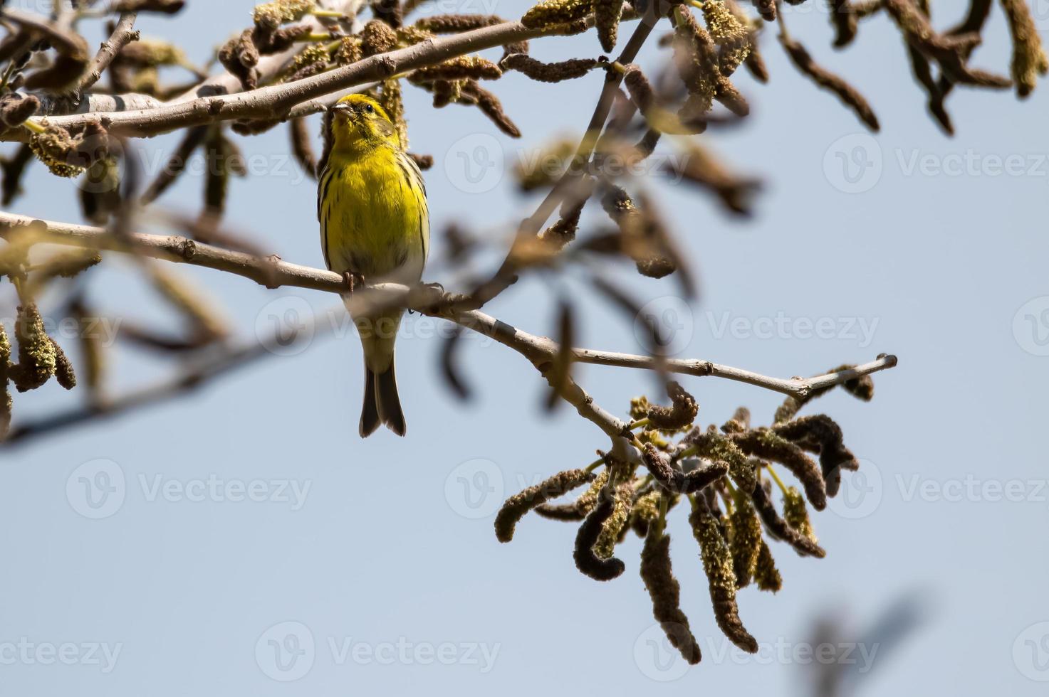 serin pássaro sentado em um galho de uma planta foto