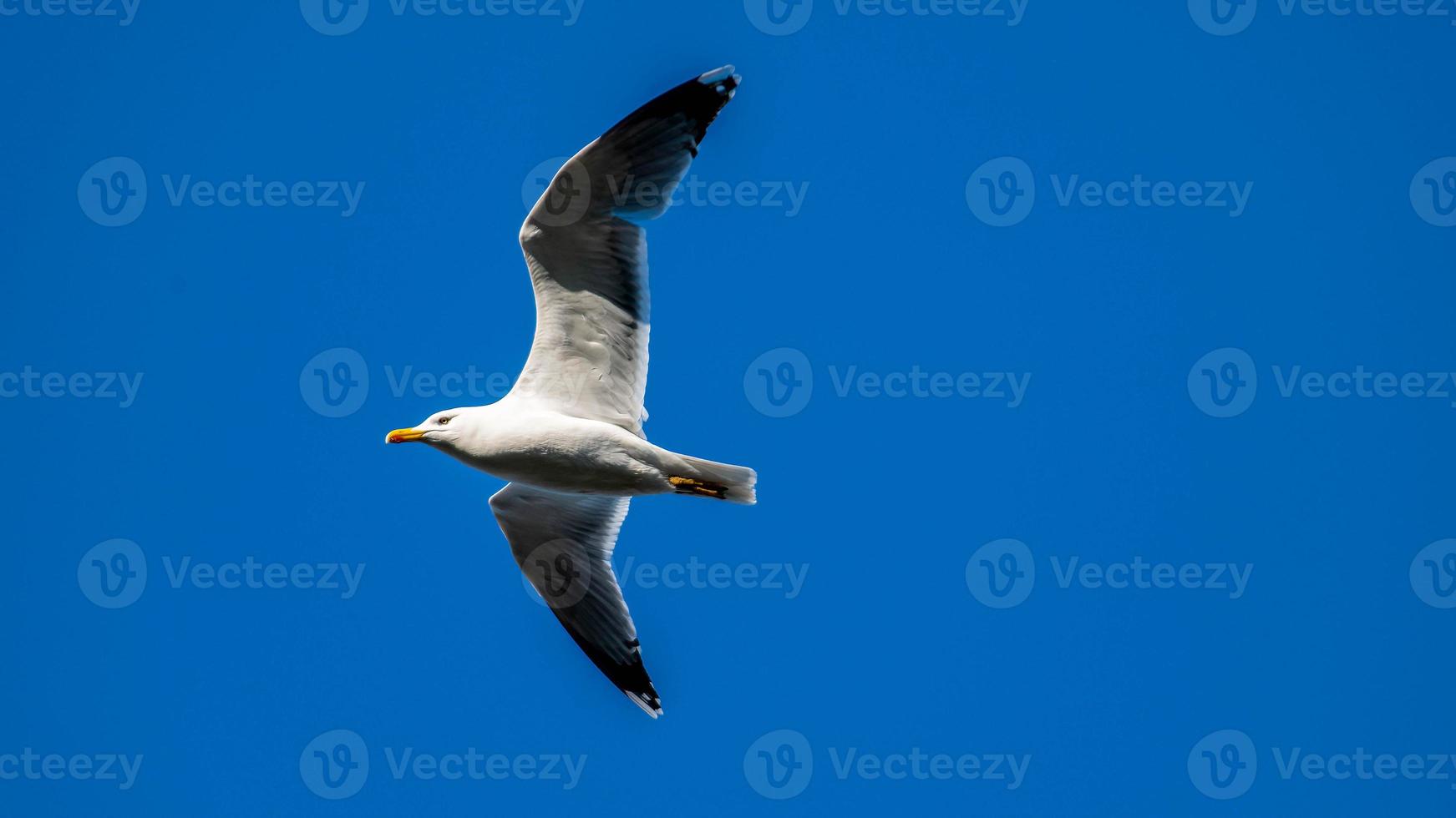 gaivota voando no céu azul foto