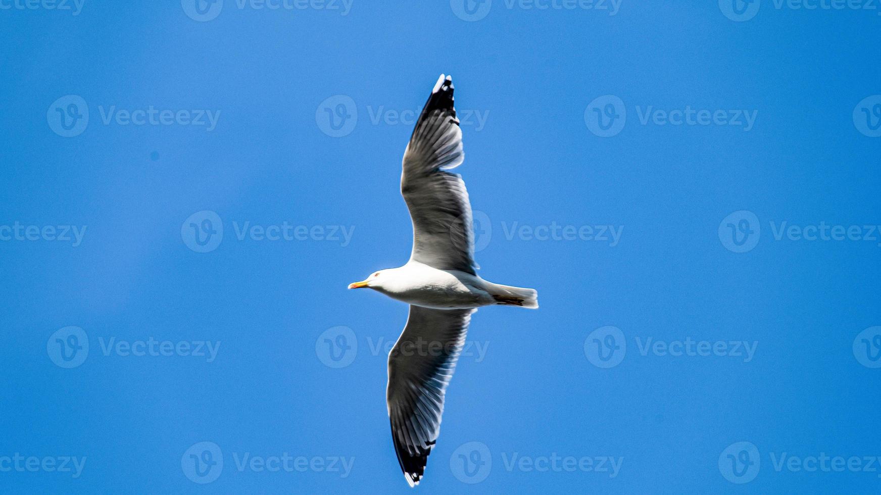 gaivota voando no céu azul foto