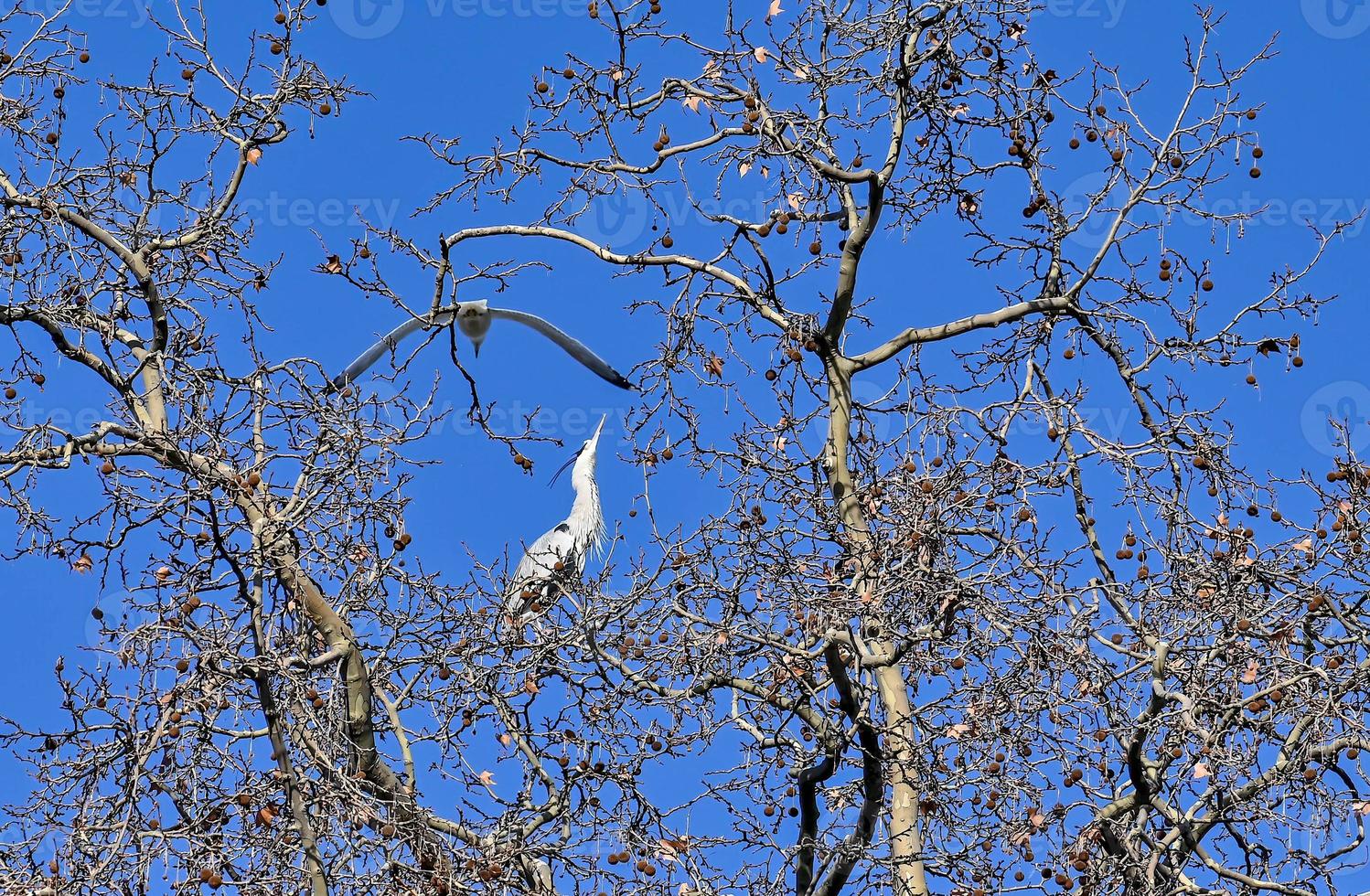 garça-real cinza com gaivota na ponta de uma árvore foto