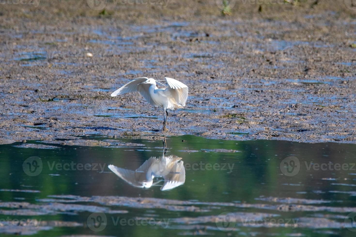 pássaro garça branca no lago foto