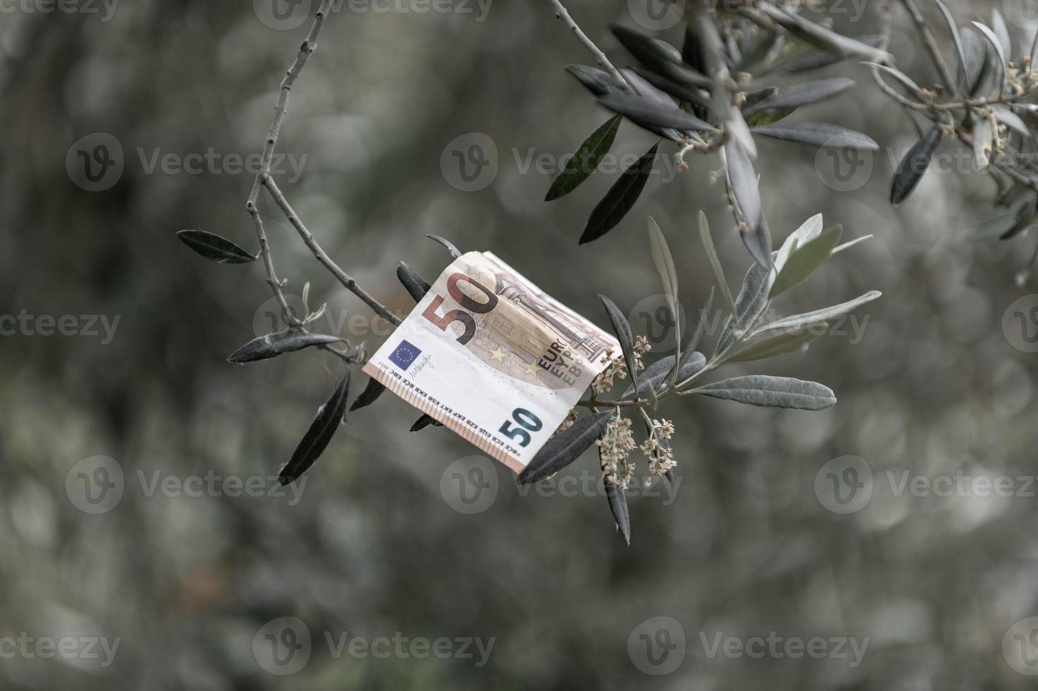 Nota de 50 euros em um ramo de oliveira foto