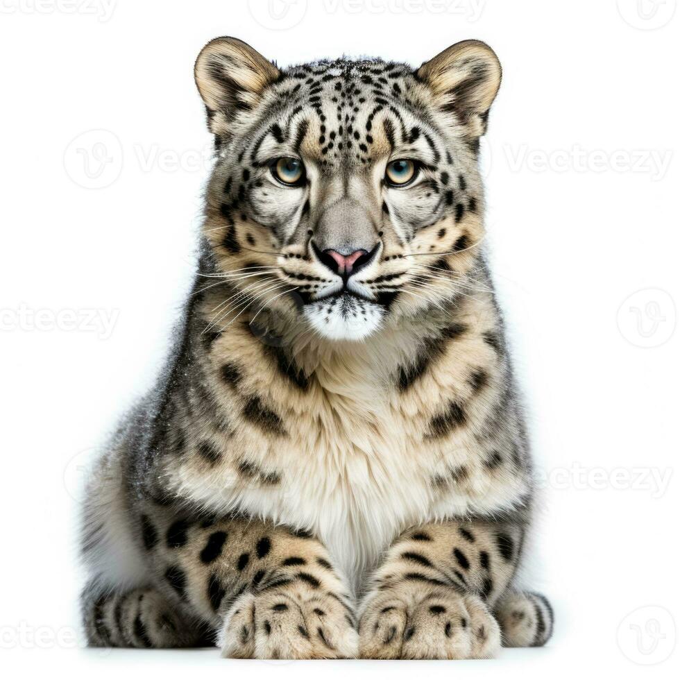 inverno neve leopardo isolado em branco fundo foto