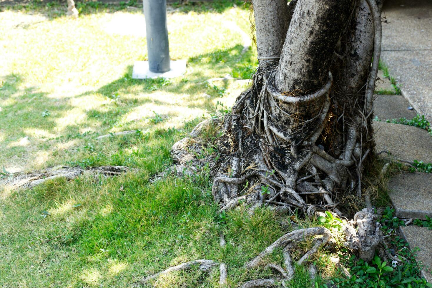 árvore dentro a madeiras parque com luz e sombra foto