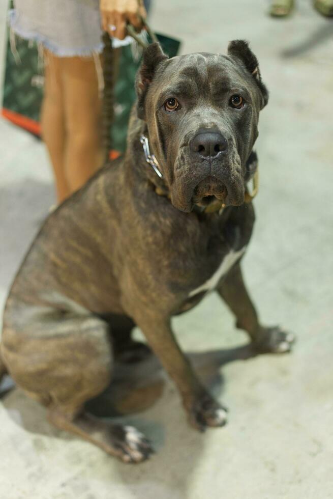 fechar acima cachorro com cachorro trela em a chão dentro a animal expo com pessoas pés foto