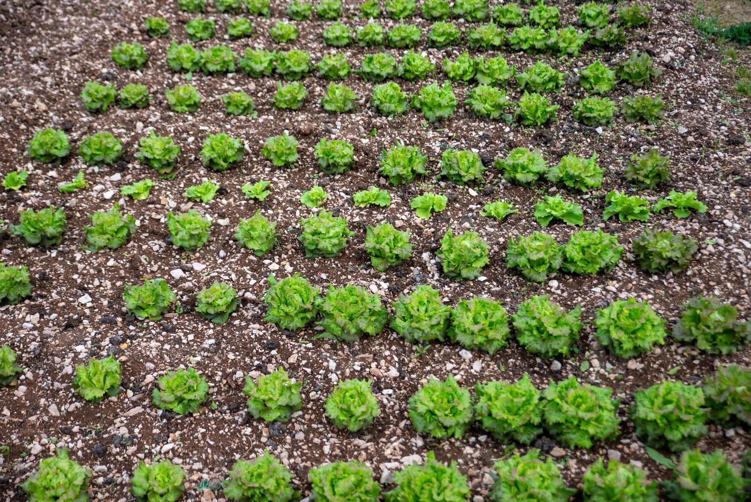 a plantação de salada foto
