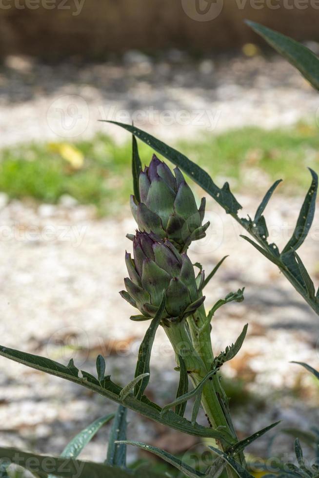 uma planta com duas alcachofras foto