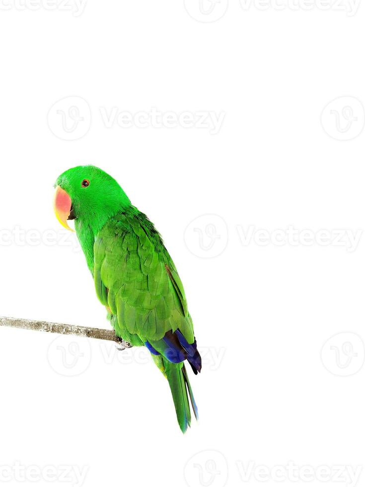 lindo verde electus papagaio isolado em branco foto