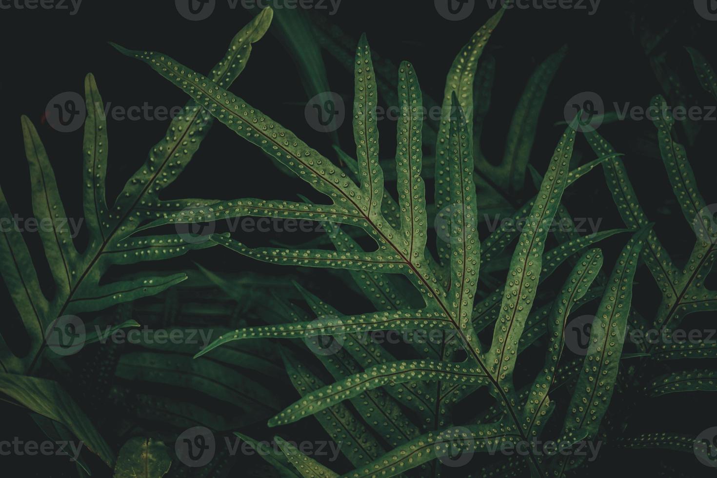 fundo de folha verde tropical, tema de tom escuro. foto