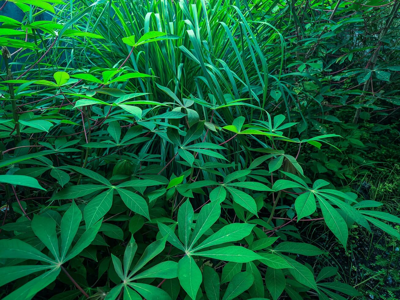mandioca folha plantas com uma verde aparência estão adequado para a fundo foto
