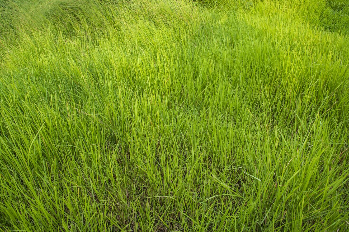 textura de padrão de grama longa verde close-up pode ser usada como um papel de parede de fundo natural foto