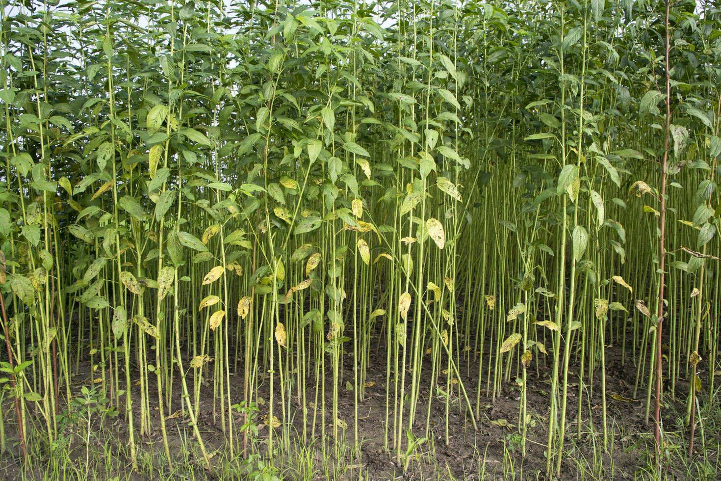 verde cru juta plantar padronizar textura pode estar usava Como uma fundo papel de parede foto