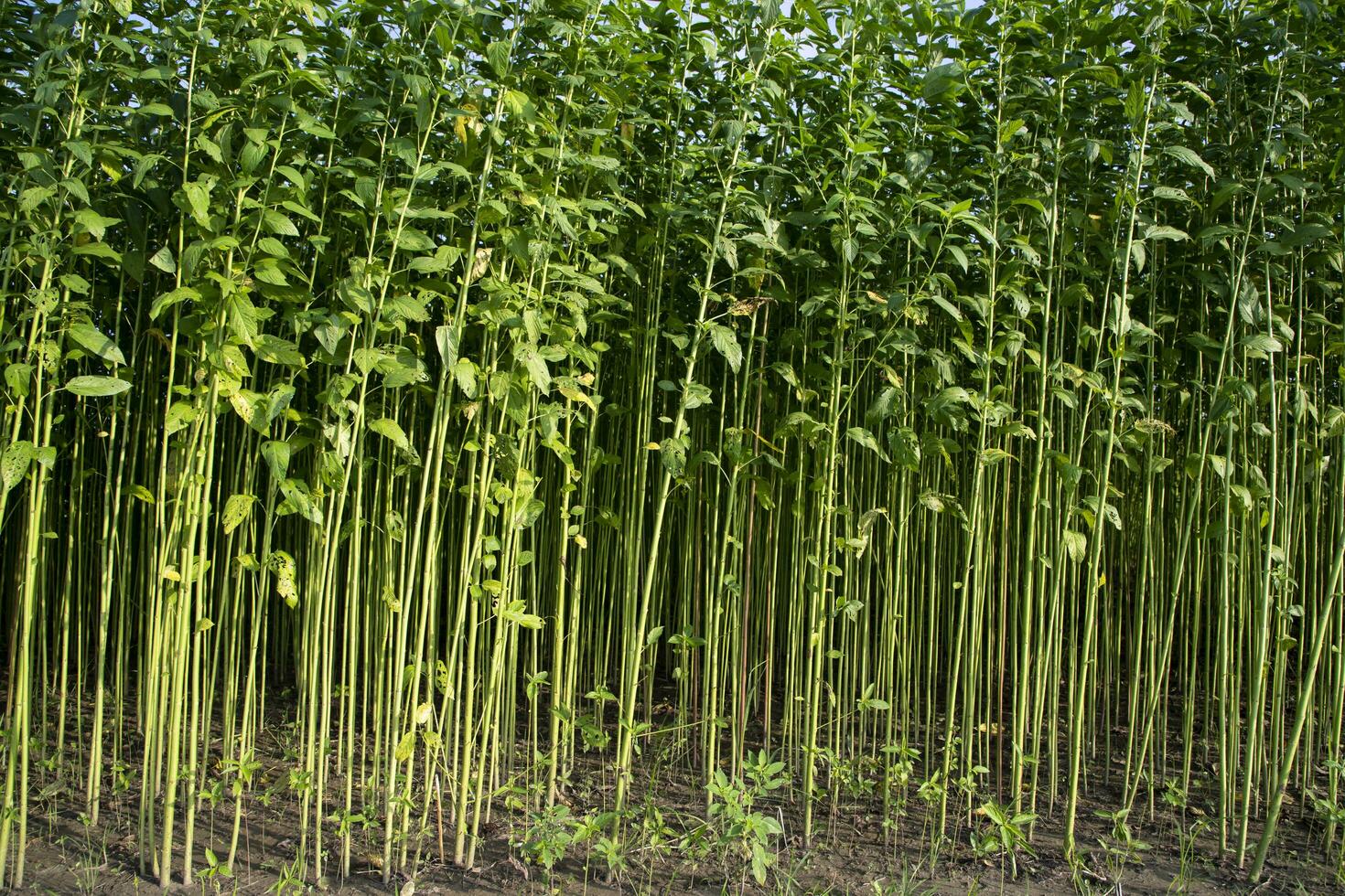 verde cru juta plantar padronizar textura pode estar usava Como uma fundo papel de parede foto