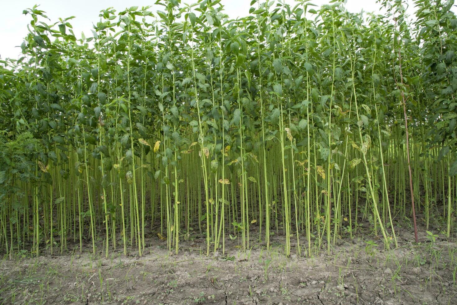 verde juta plantação campo. cru juta plantar padronizar textura fundo. isto é a chamado dourado fibra dentro Bangladesh foto