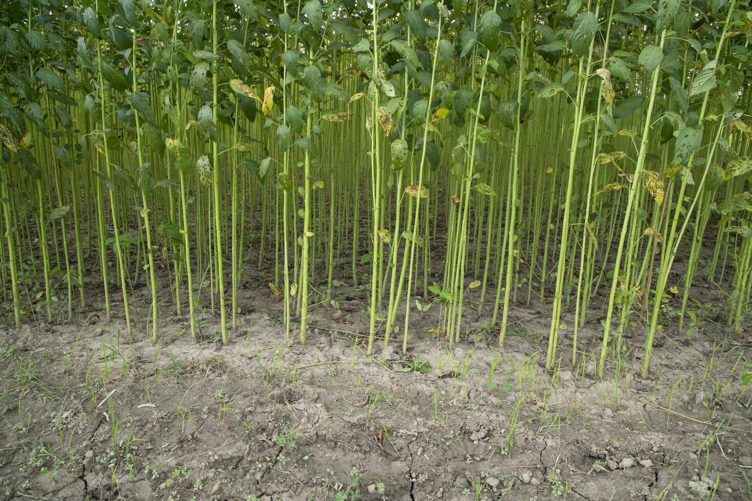 verde juta plantação campo. cru juta plantar padronizar textura fundo. isto é a chamado dourado fibra dentro Bangladesh foto