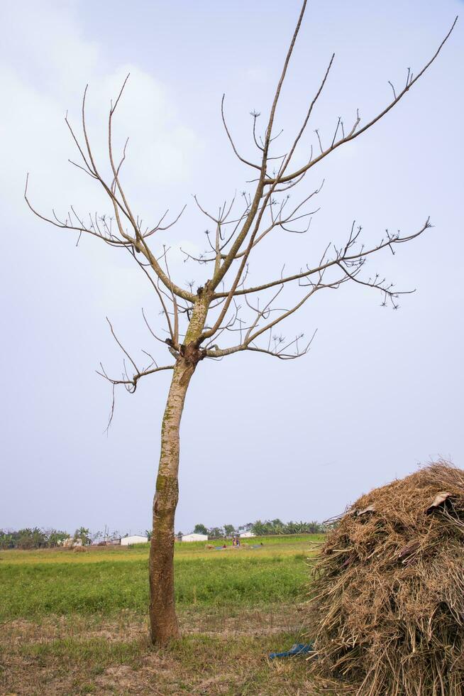 solitário bombax ceiba árvore dentro a campo debaixo a azul céu foto