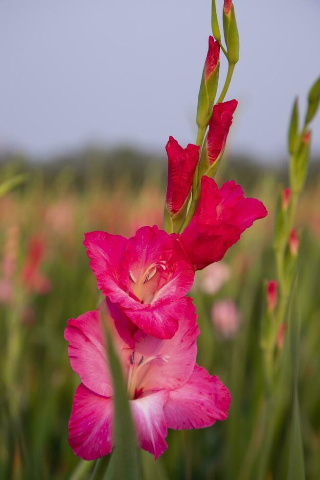 lindo Rosa gladíolo flores dentro a campo. seletivo foco foto