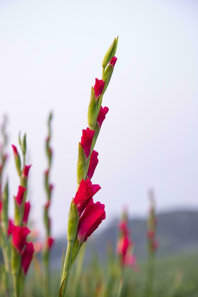 lindo Rosa gladíolo flores dentro a campo. seletivo foco foto