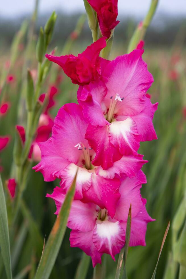 lindo Rosa gladíolo flores dentro a campo. seletivo foco foto