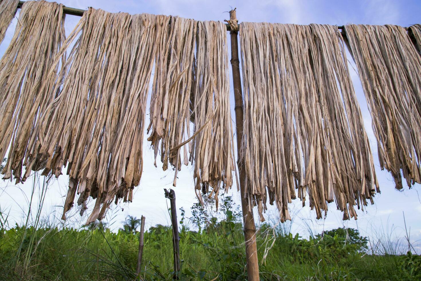 dourado molhado cru juta fibra suspensão debaixo a luz solar para secagem dentro Bangladesh foto