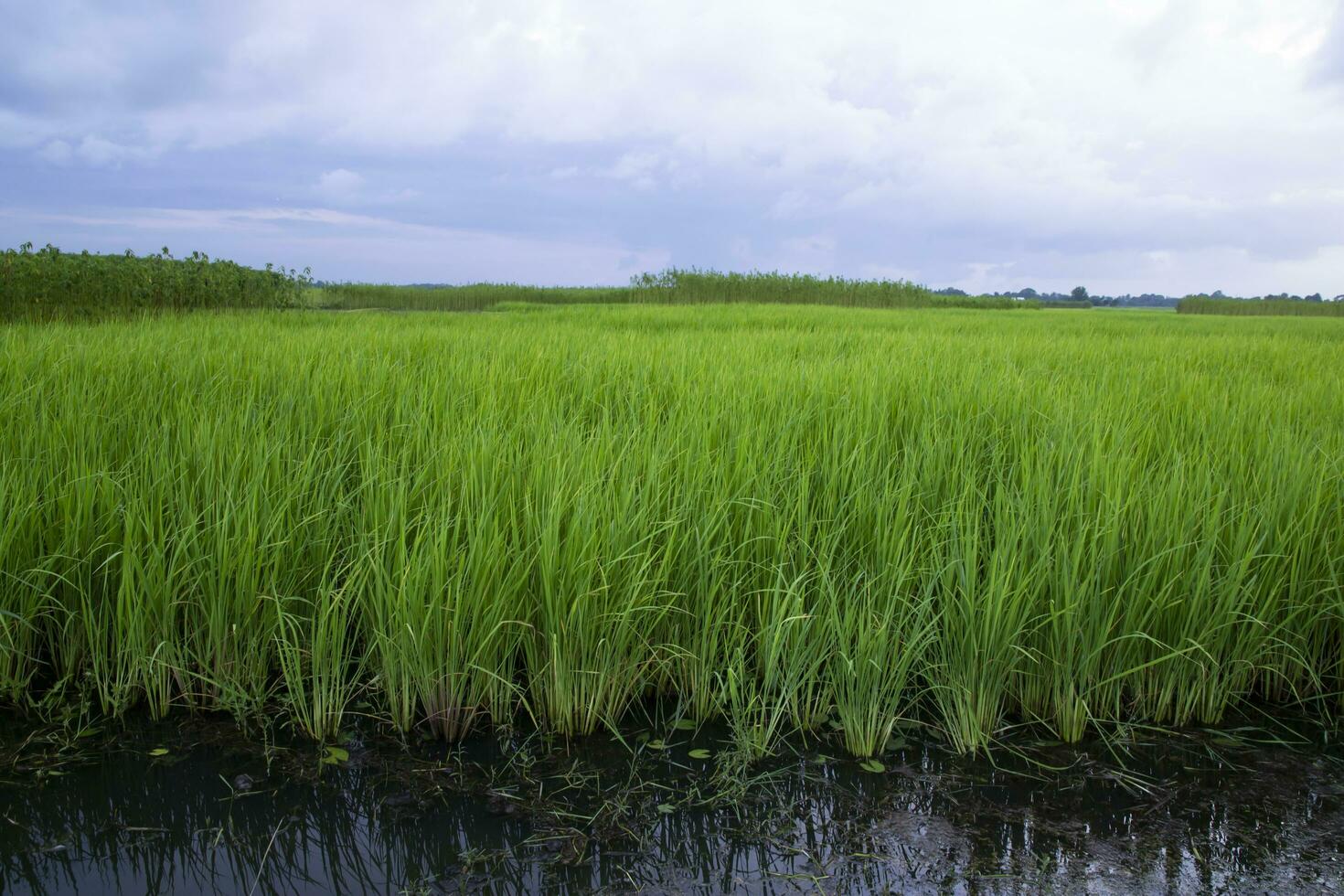 verde arroz agricultura campo panorama Visão com azul céu dentro a campo do Bangladesh foto