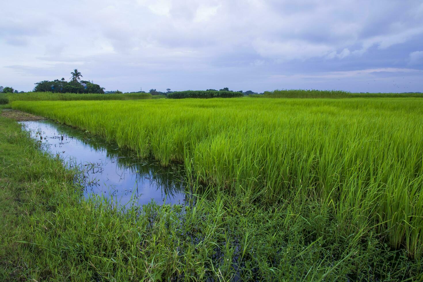 verde arroz agricultura campo panorama Visão com azul céu dentro a campo do Bangladesh foto