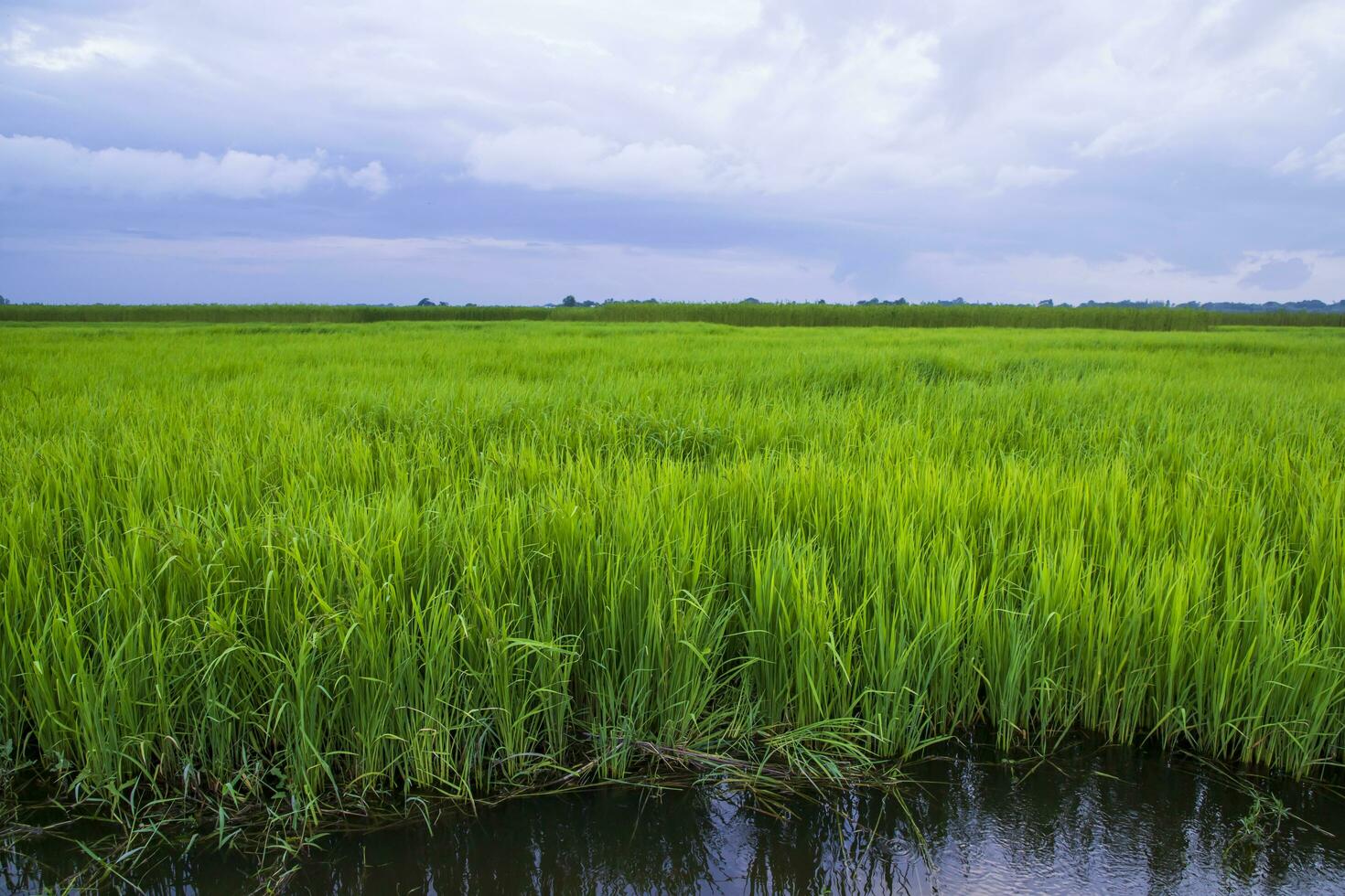 verde arroz agricultura campo panorama Visão com azul céu dentro a campo do Bangladesh foto