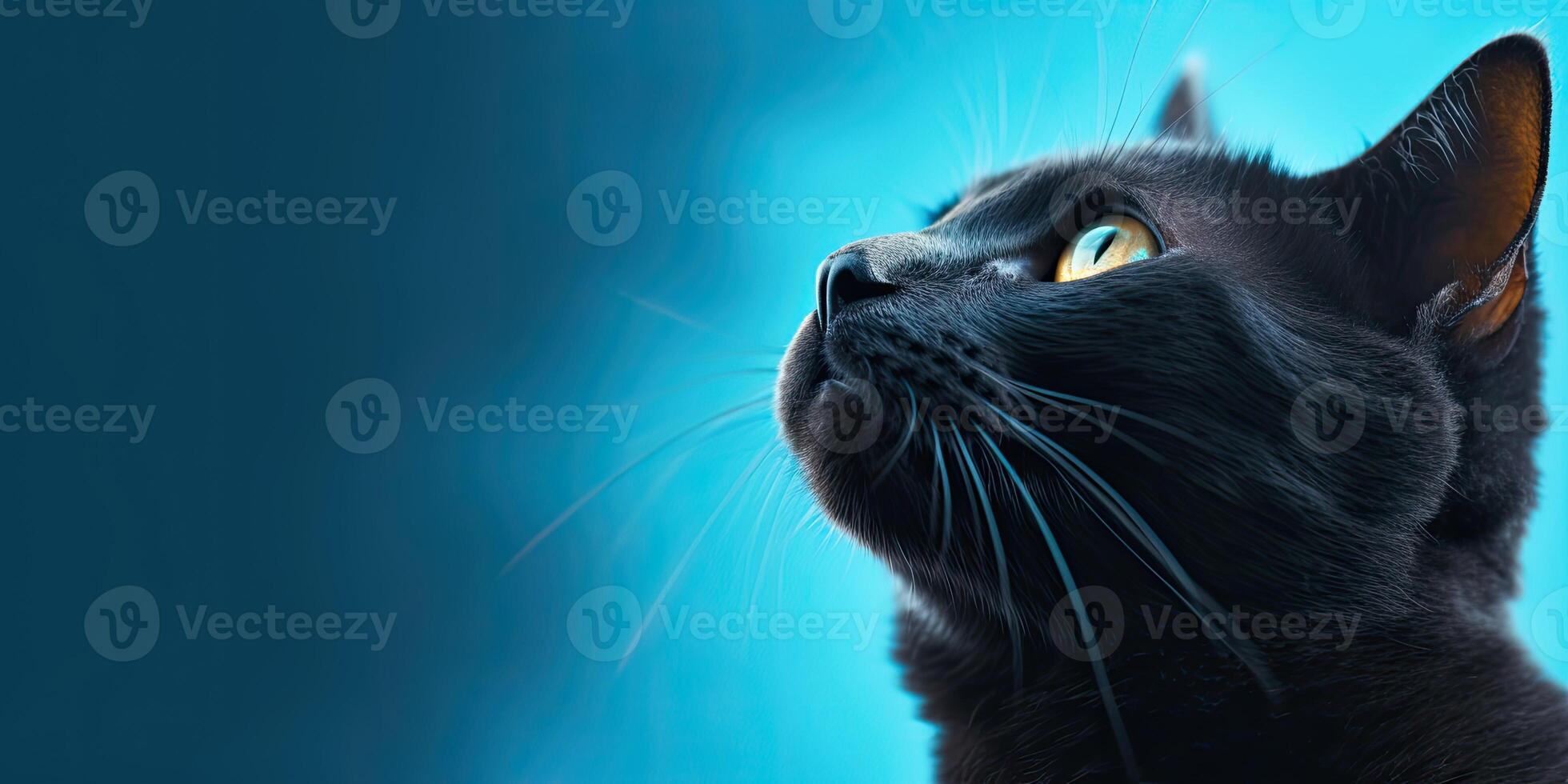 gato retrato em mínimo azul fundo para faixas ai generativo foto