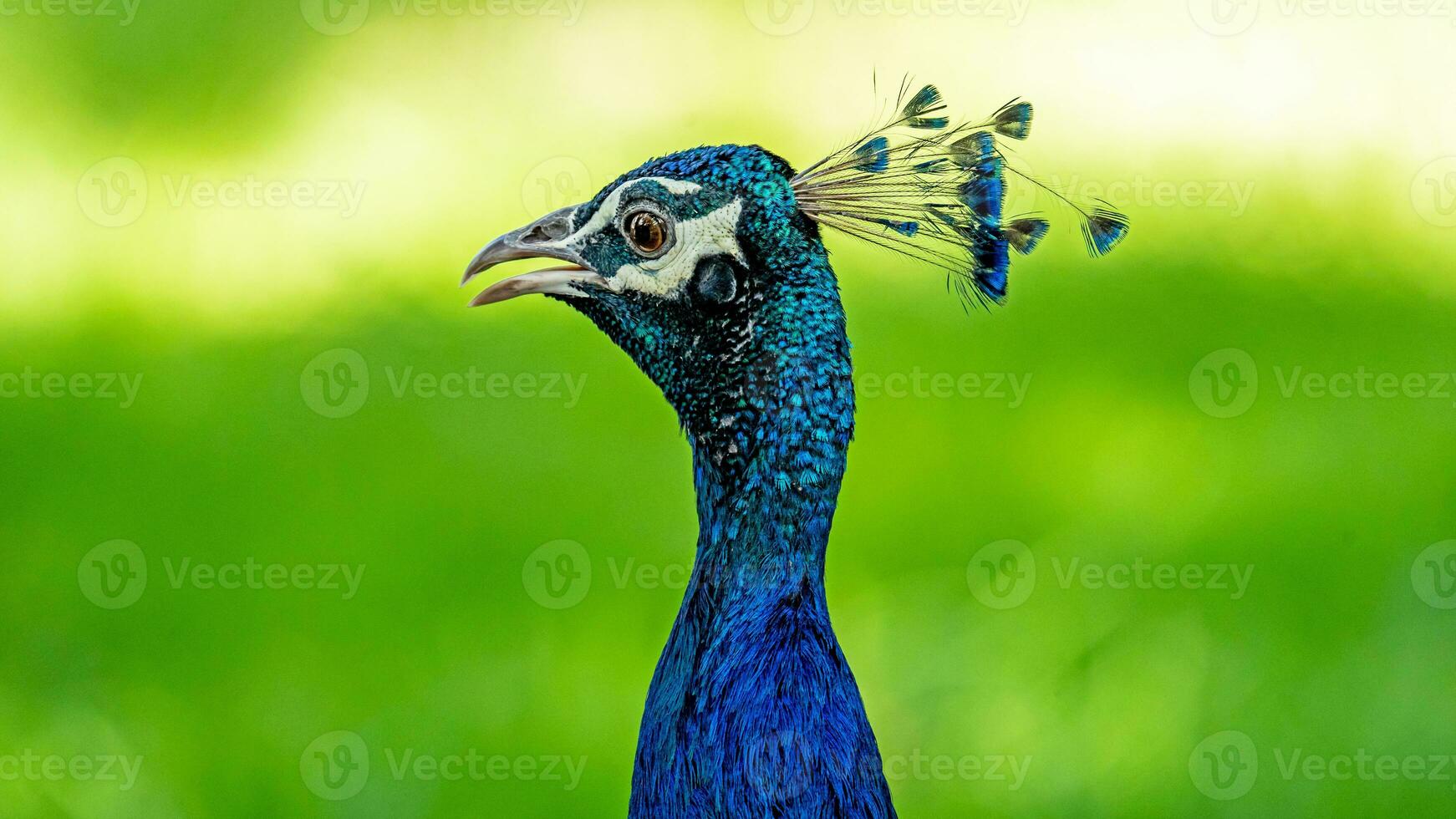 pavão caminhando dentro a jardim borrão fundo foto