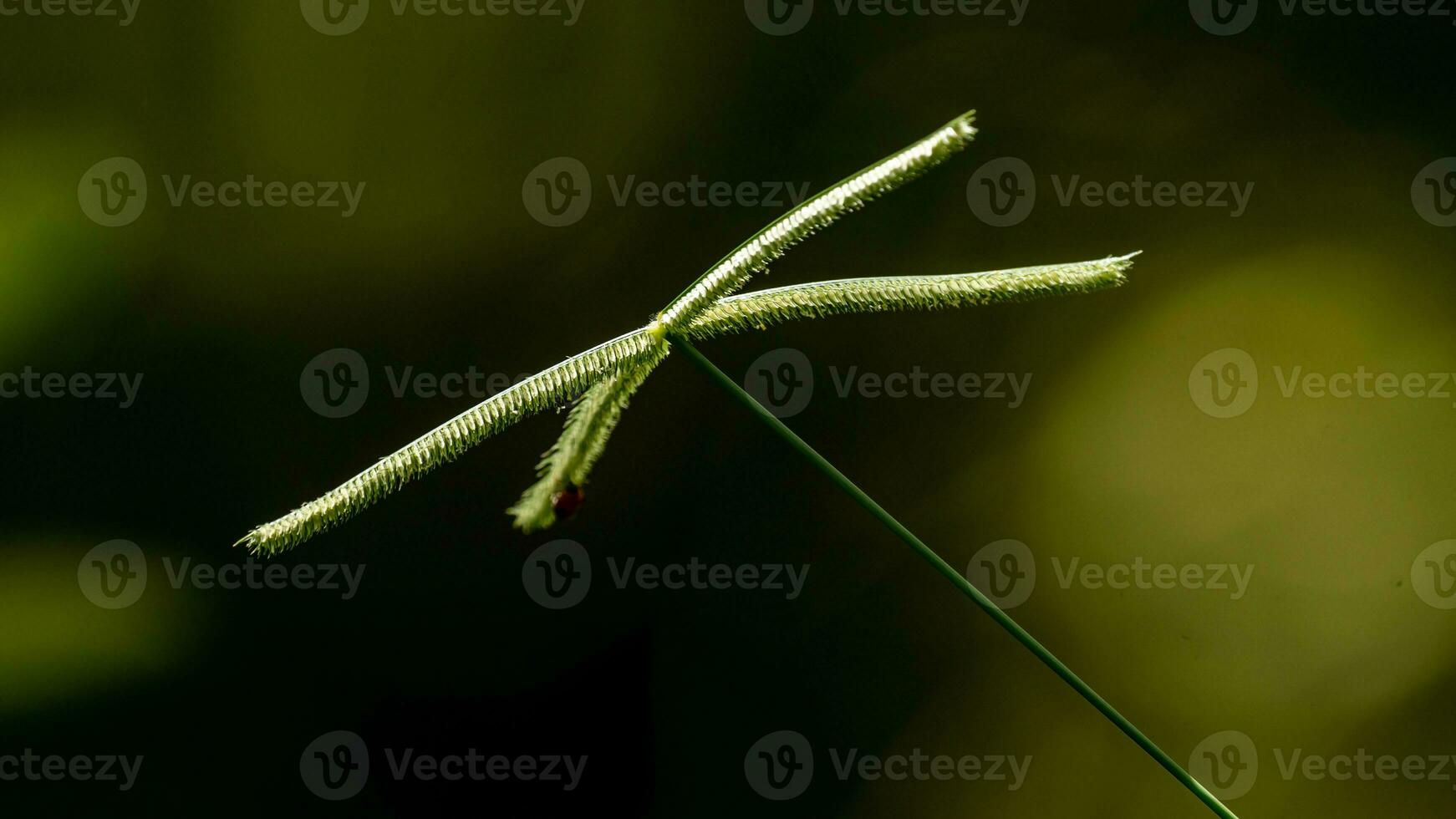 Relva flor sobre a campo foto