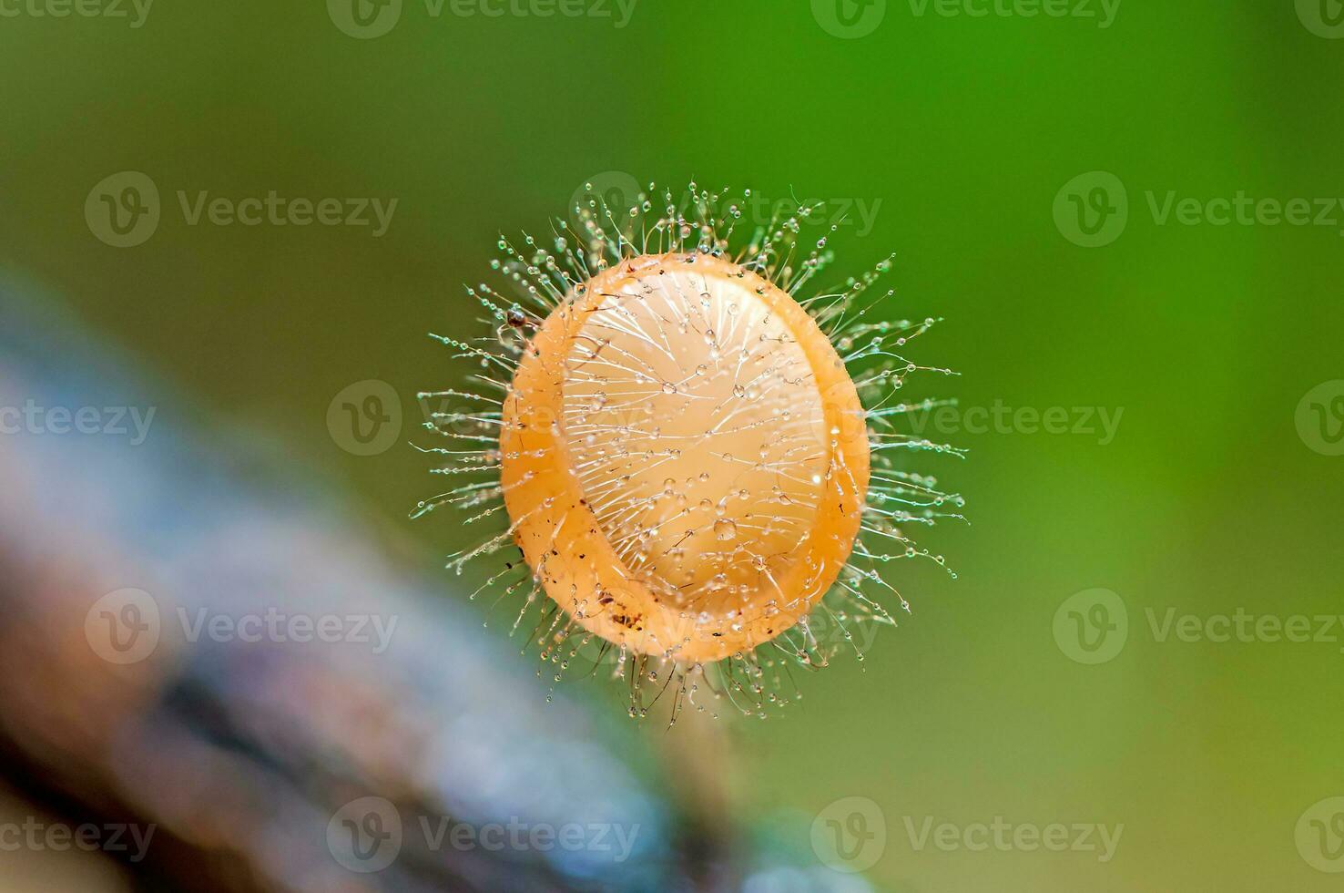 cozinha tricoloma mont. kuntze. dentro a floresta foto