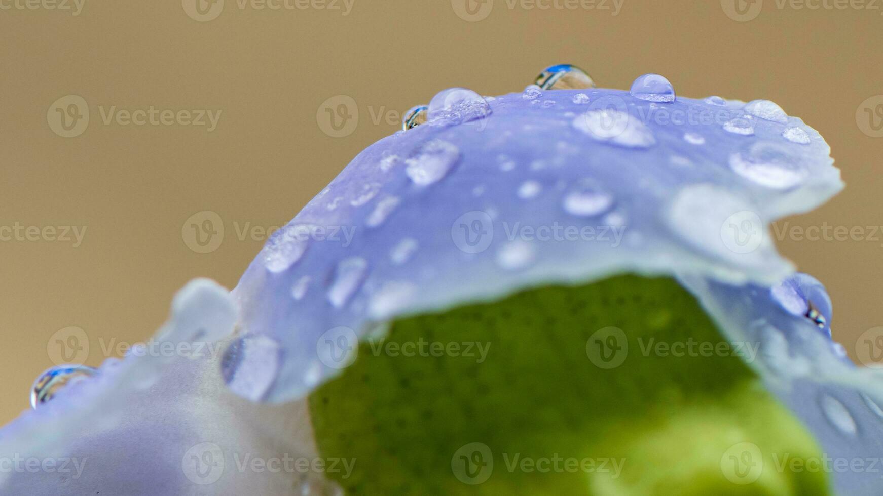 thunbergia grandiflora com chuva solta florescendo dentro a jardim foto