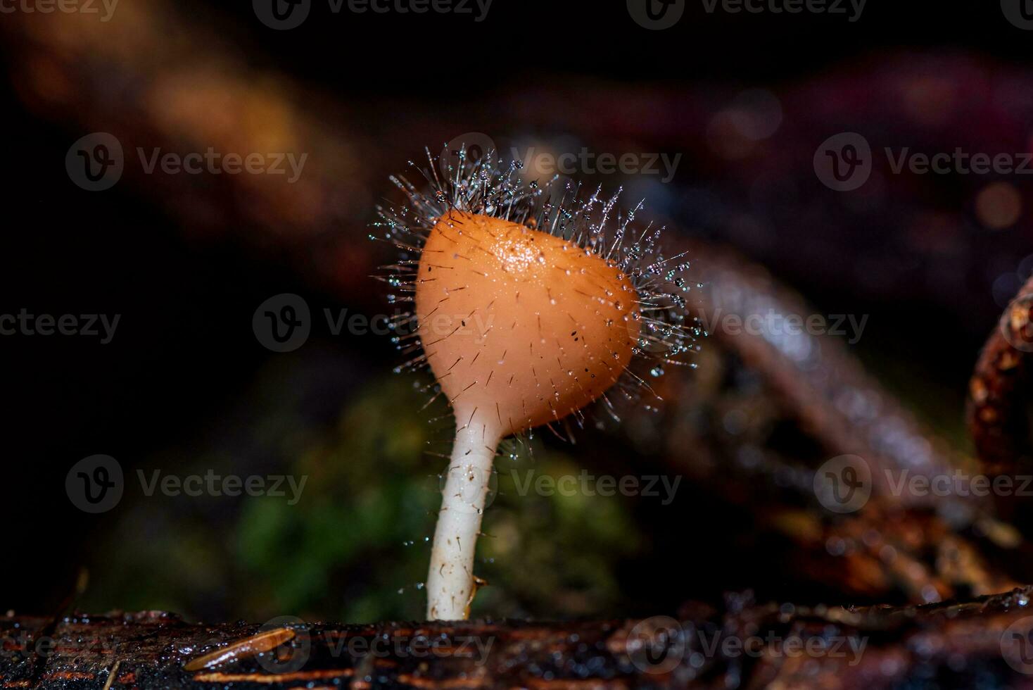 cozinha tricoloma mont. kuntze. dentro a floresta foto