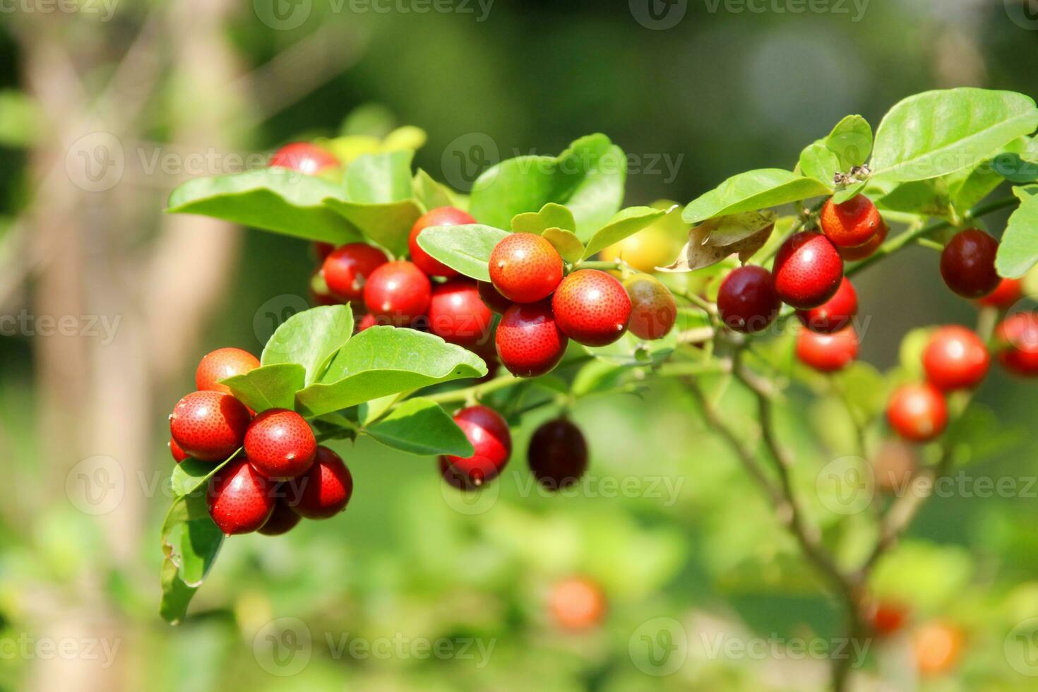 maduro vermelho cor frutas do chinês Lima ou Lima baga em ramo e folhas dentro natureza ambiente. outro nome é doce Lima ou murta Lima. foto