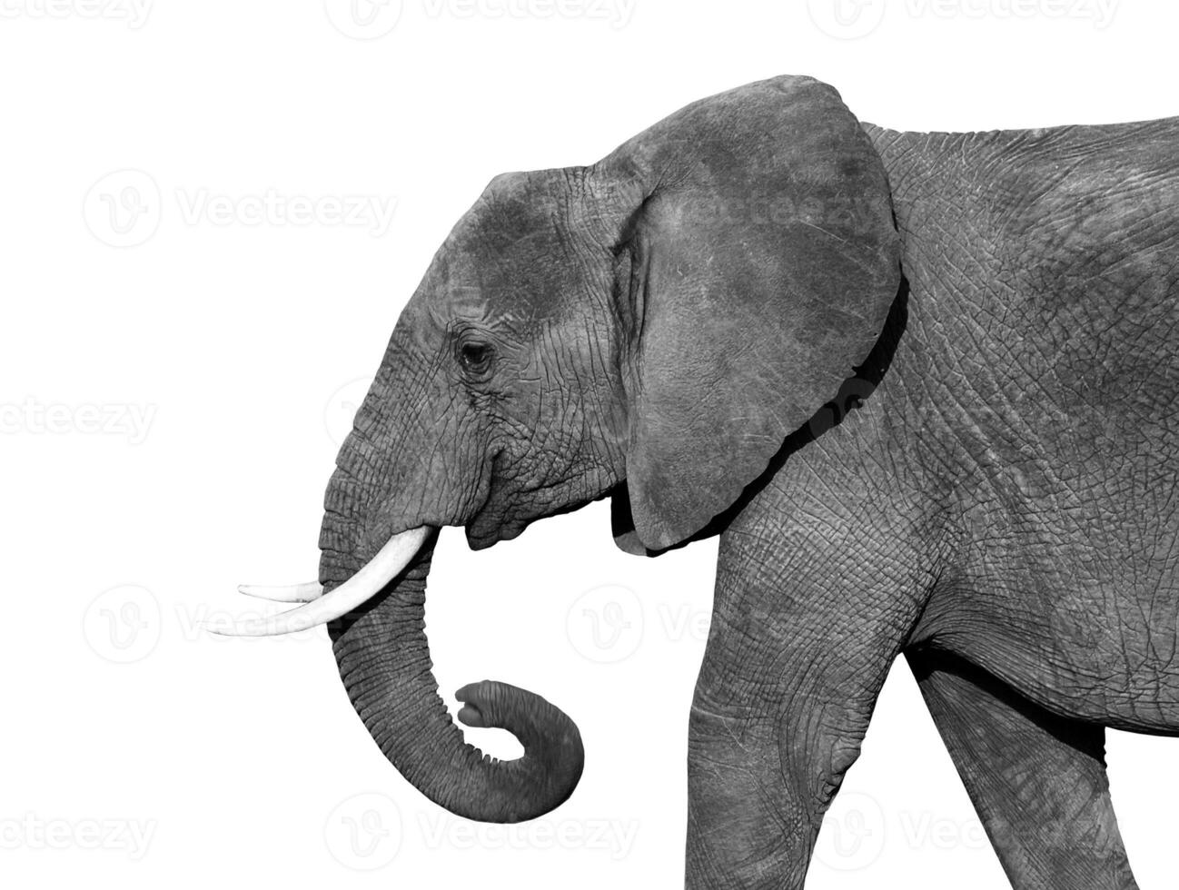 Preto e branco retrato do a africano elefante em uma branco fundo. selvagem animal foto