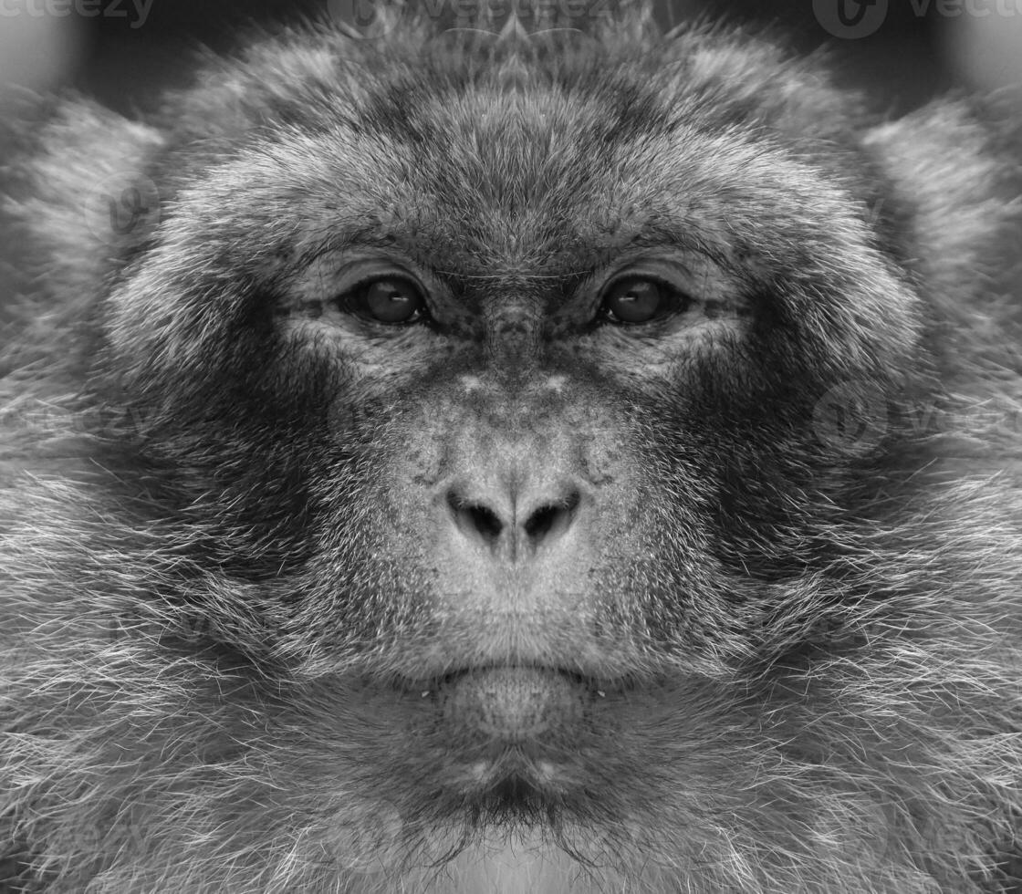 uma lindo Preto e branco retrato do uma macaco às fechar alcance este parece às a Câmera. macaca, bárbaro. foto