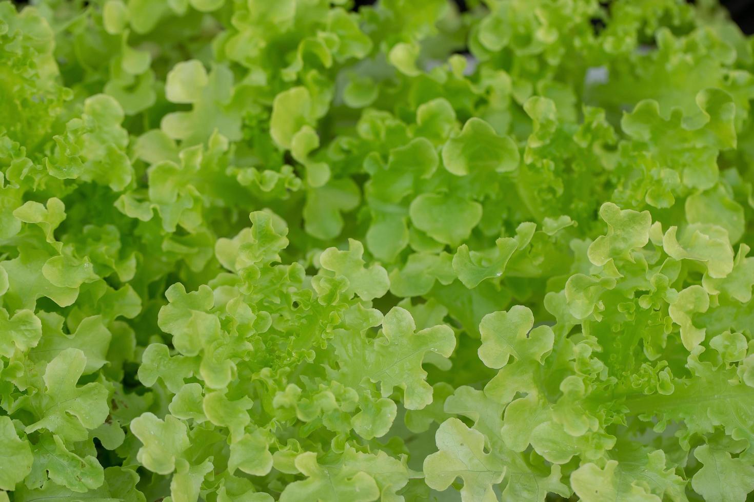 folhas de alface de carvalho verde fresca saladas fazenda hidropônica de vegetais foto