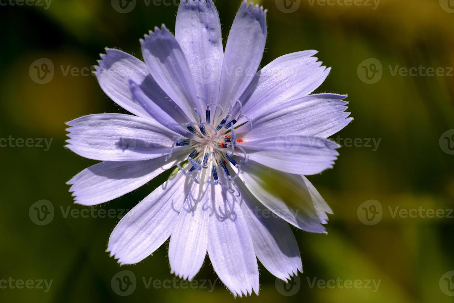 flor de chicória, flor da planta de chicória que floresce nos prados no verão. foto