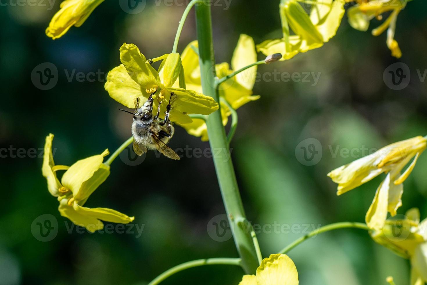 abelha em flores foto