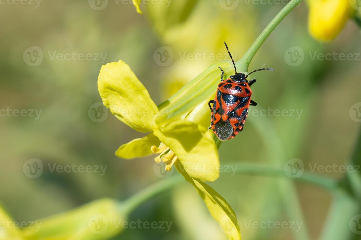 enxertado em flor foto