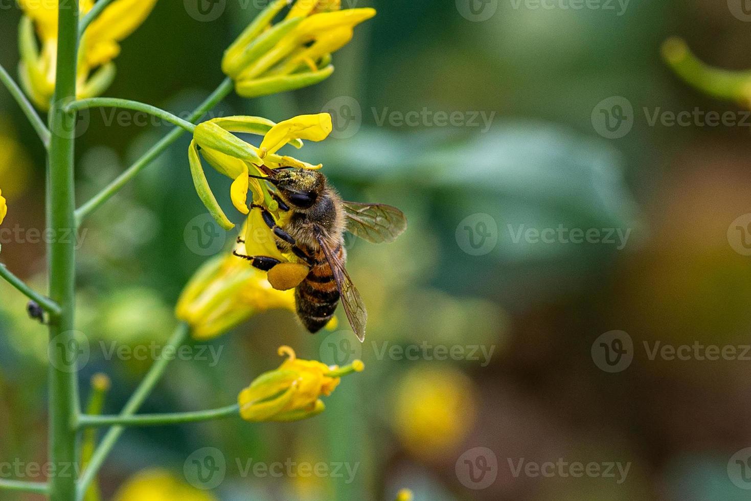 abelha em flor de vegetal foto