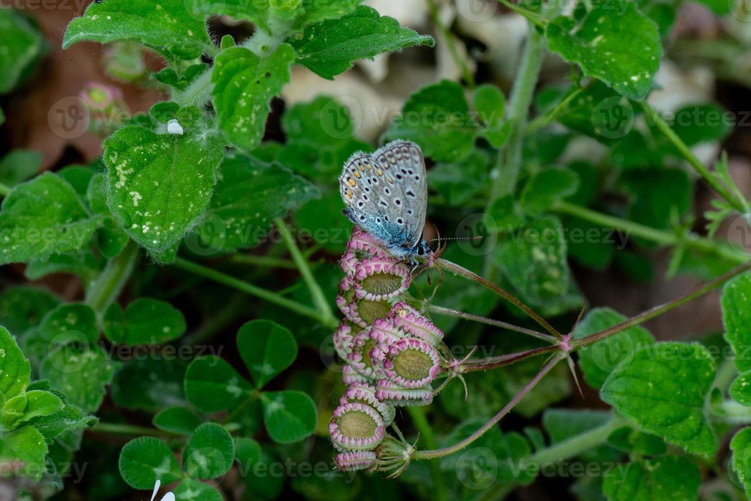 o plebejus idas foto