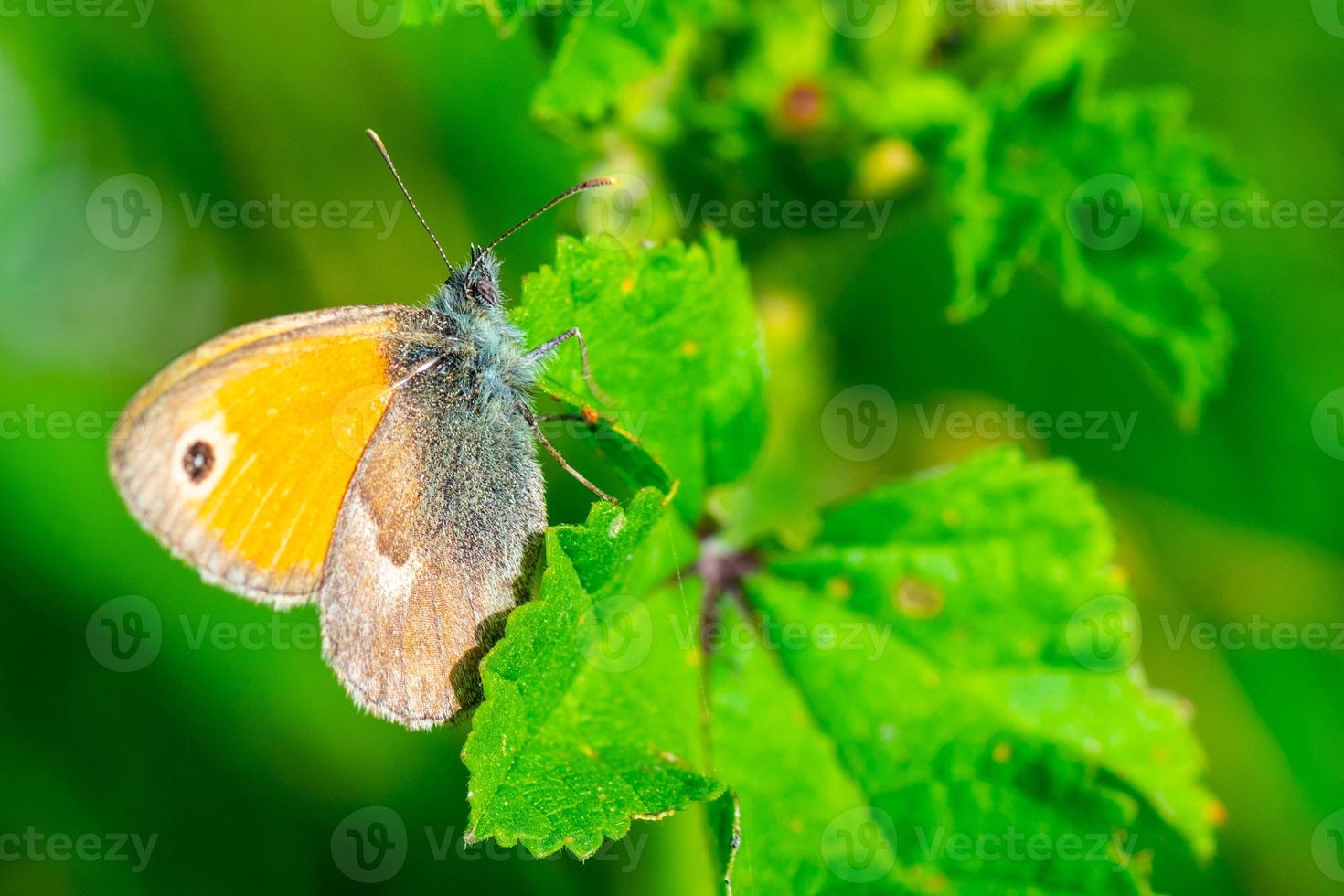 borboleta na flor foto