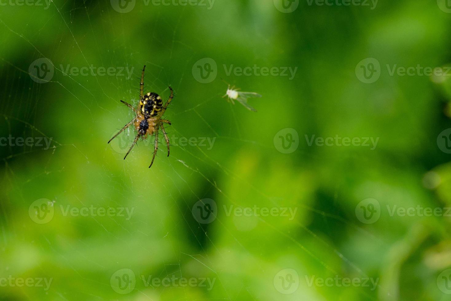 aranha na teia de aranha foto