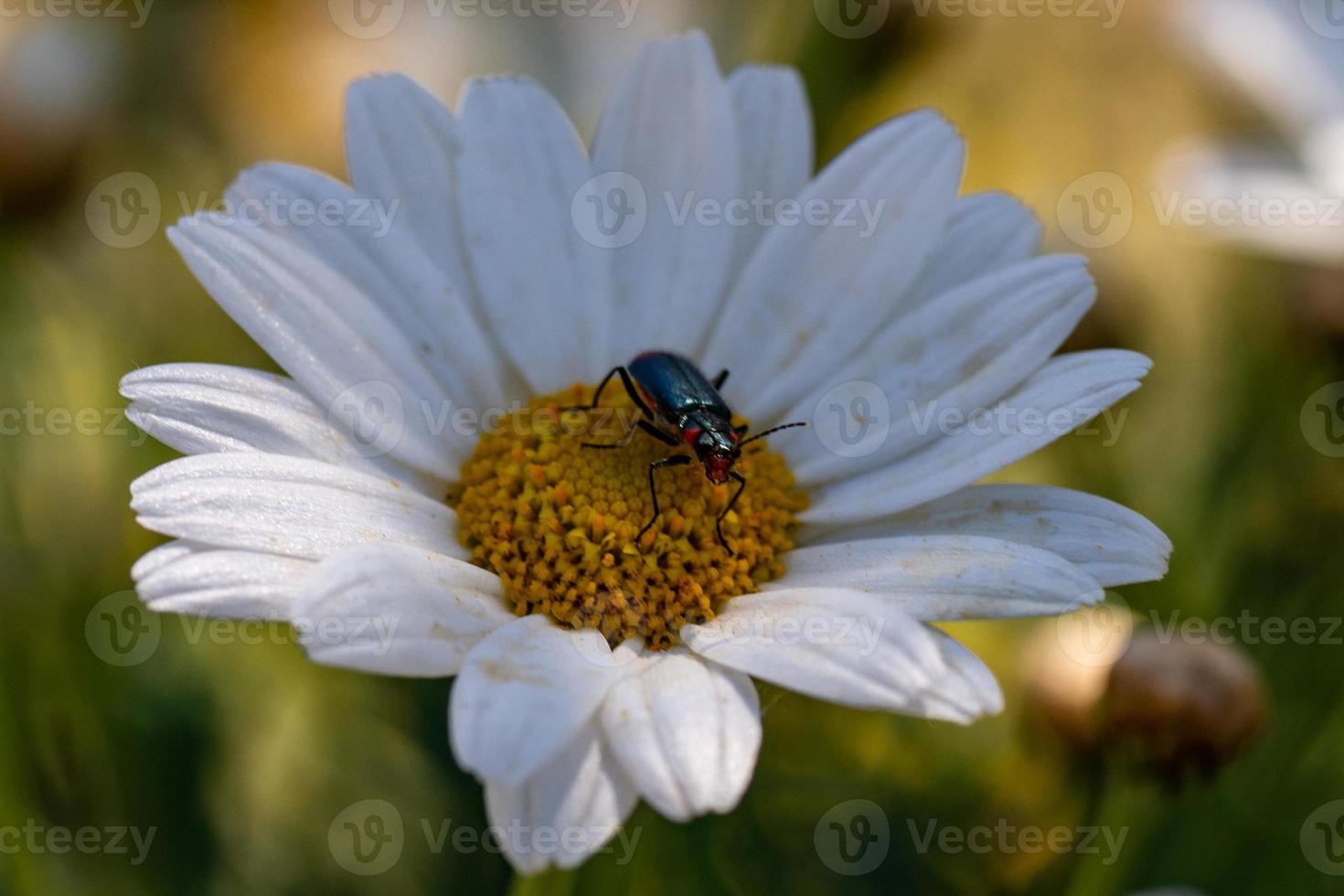 enxertado em flor foto