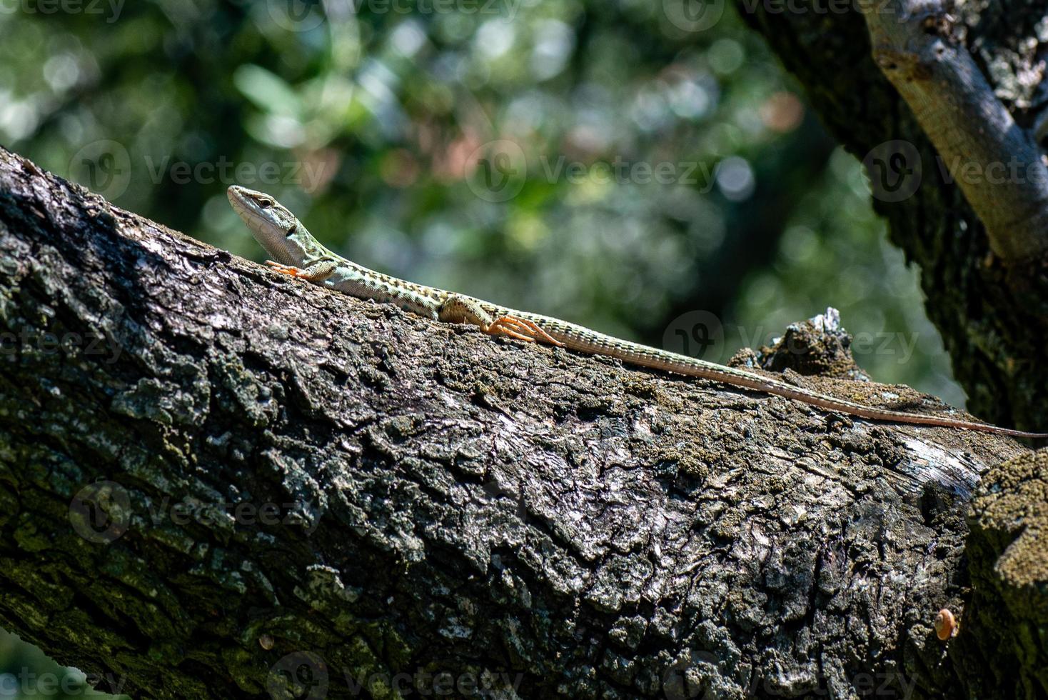 lagarto podarcis siculus foto