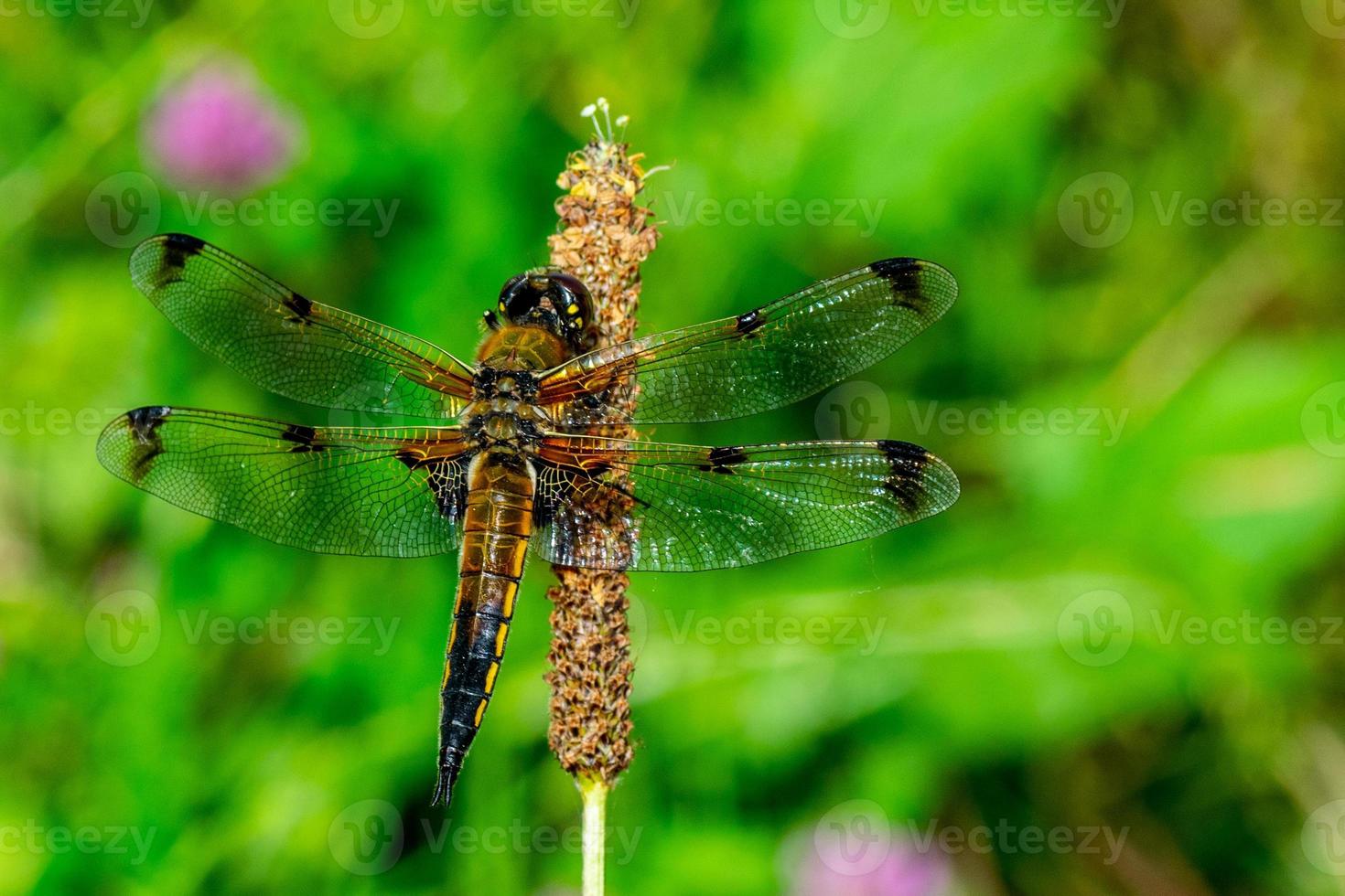 a libélula da natureza foto