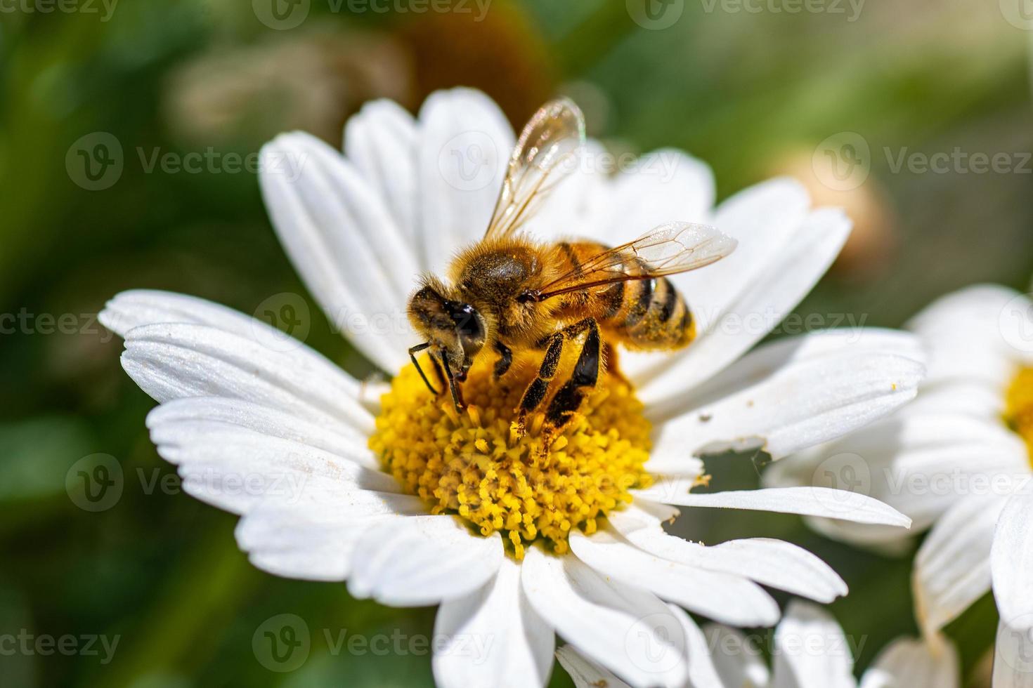abelha e flor foto