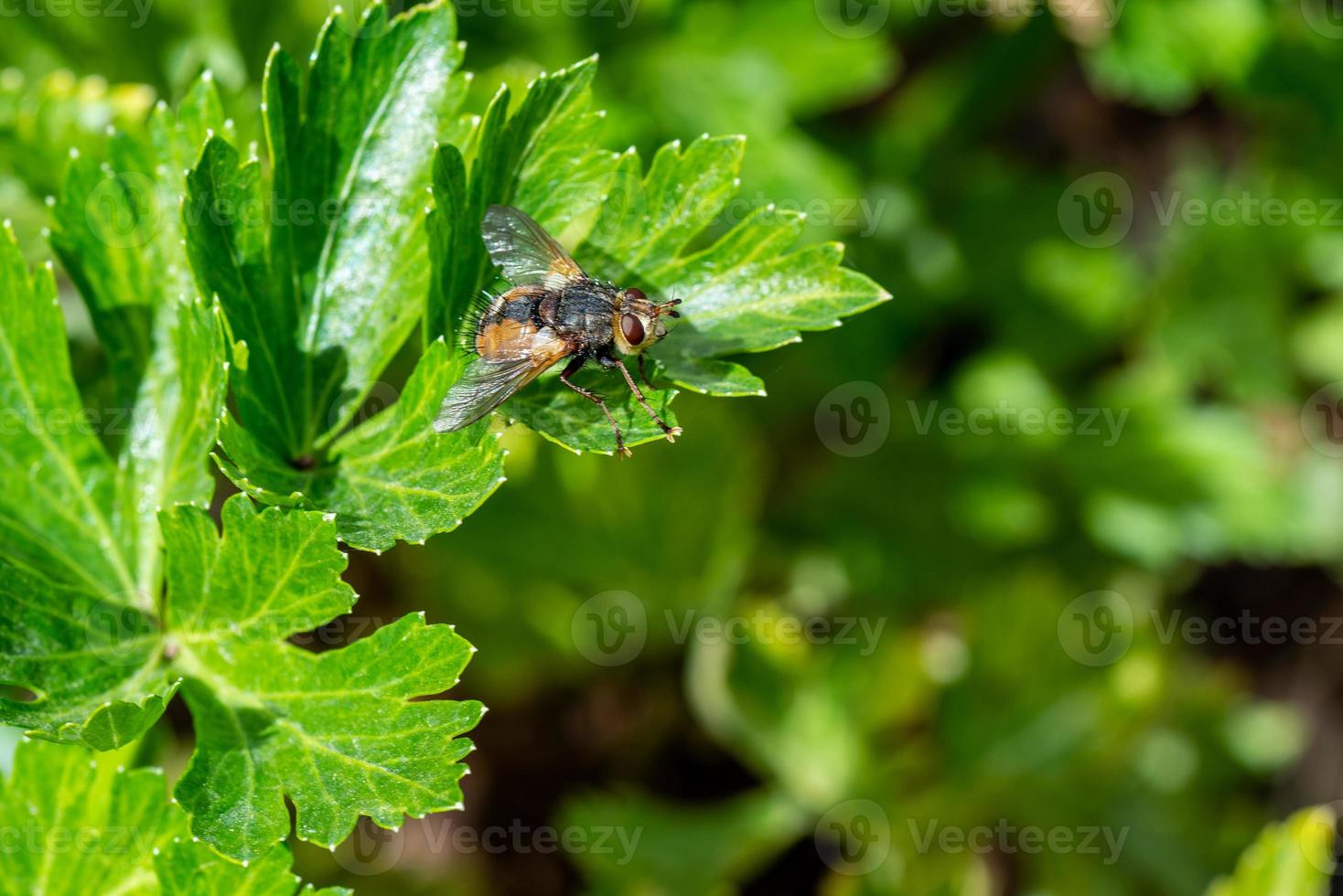 grande mosca na salsa foto