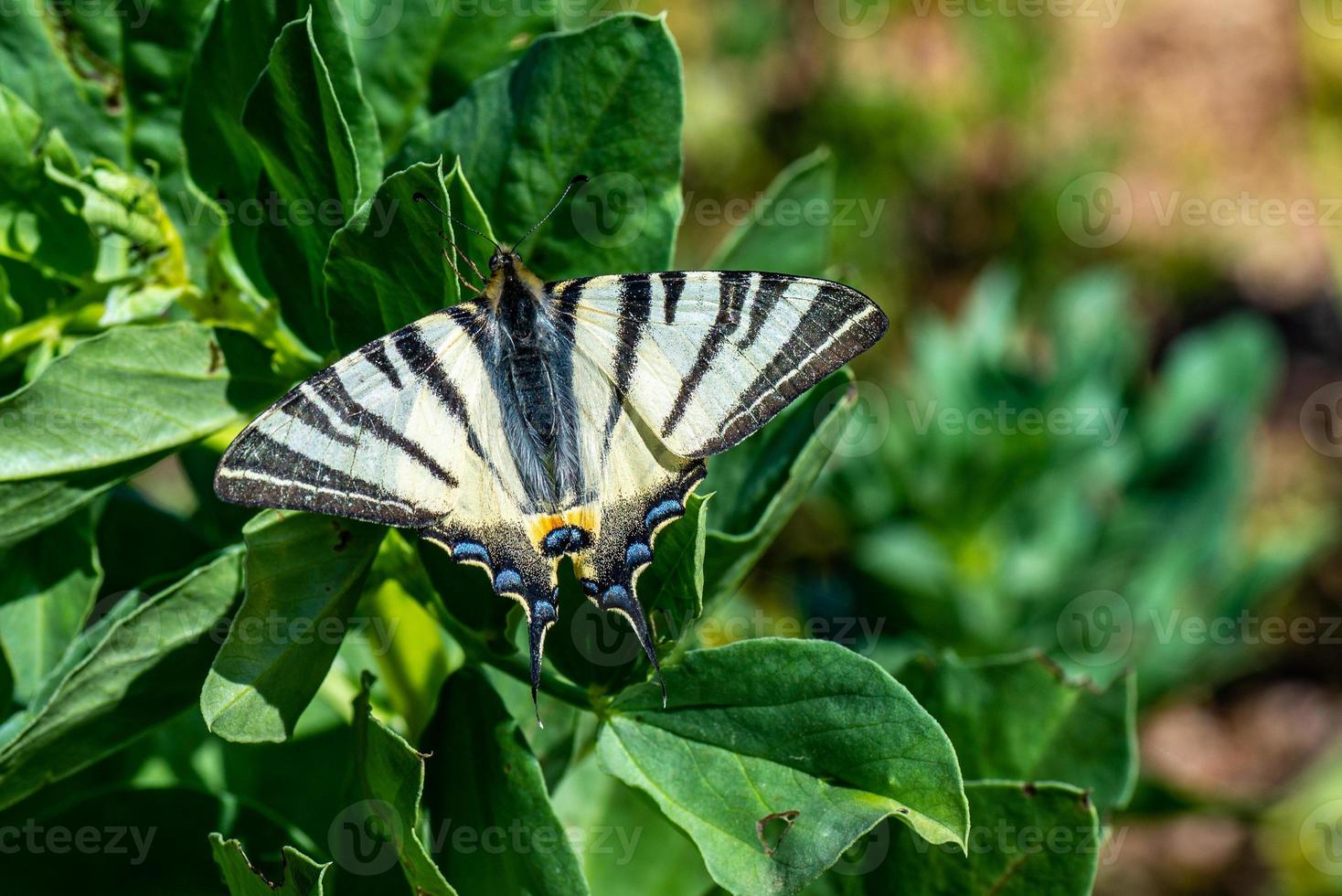 o phiclides podalirius foto